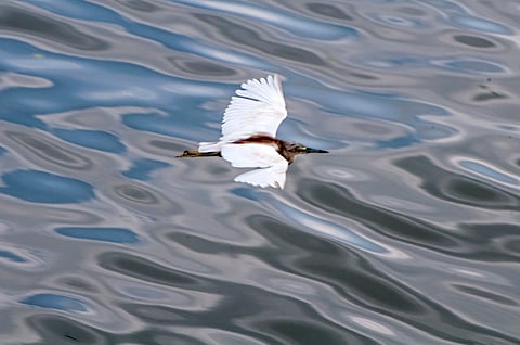 A water bird scans for its next meal